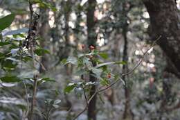 Слика од Photinia raupingensis K. C. Kuan