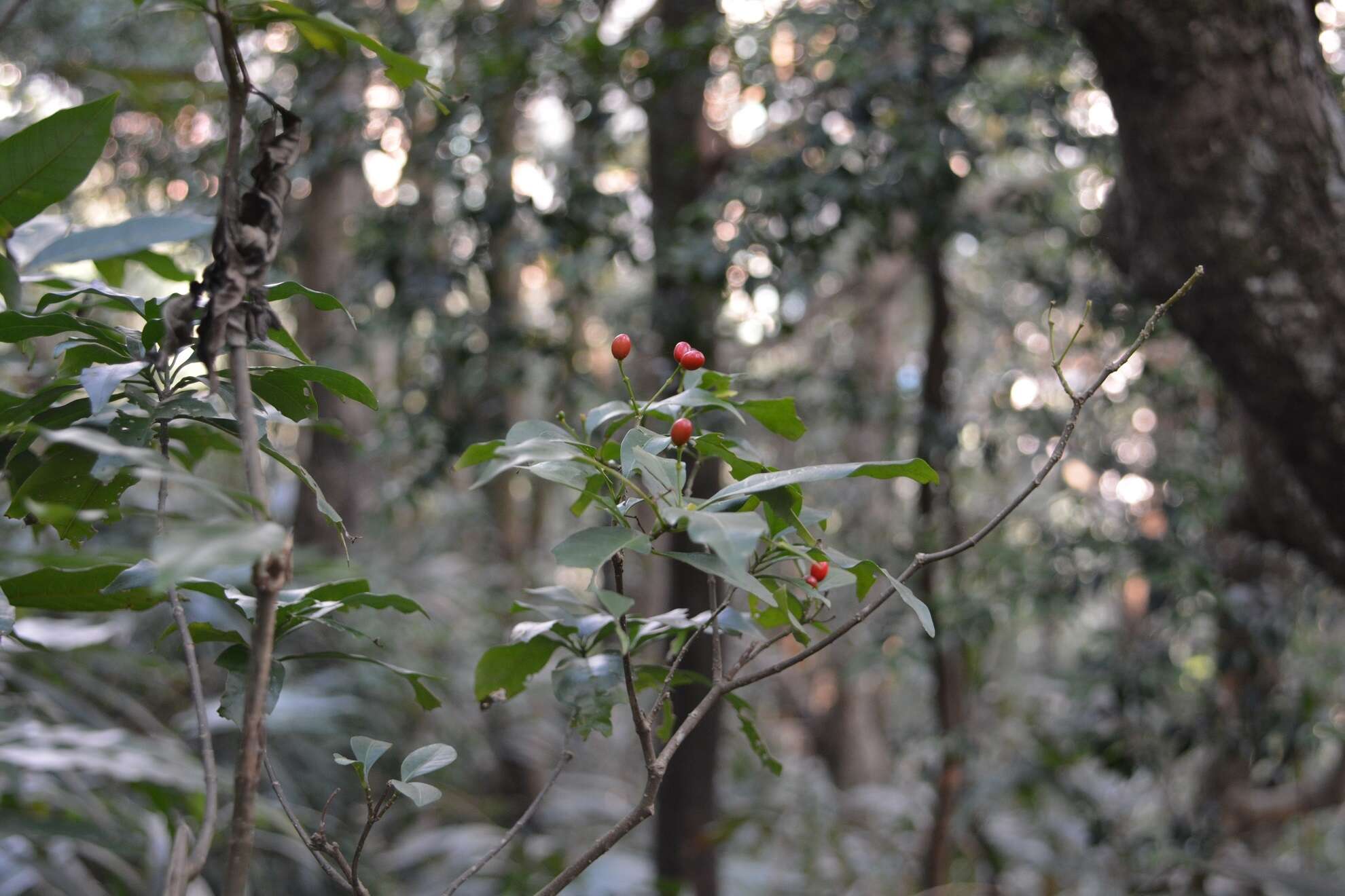 Слика од Photinia raupingensis K. C. Kuan