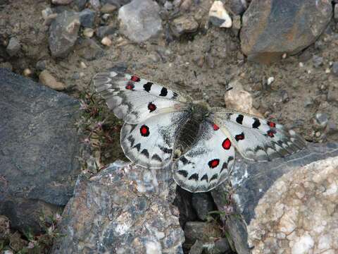 Sivun Parnassius jacquemontii Boisduval 1836 kuva