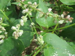 Plancia ëd Fallopia convolvulus (L.) A. Löve