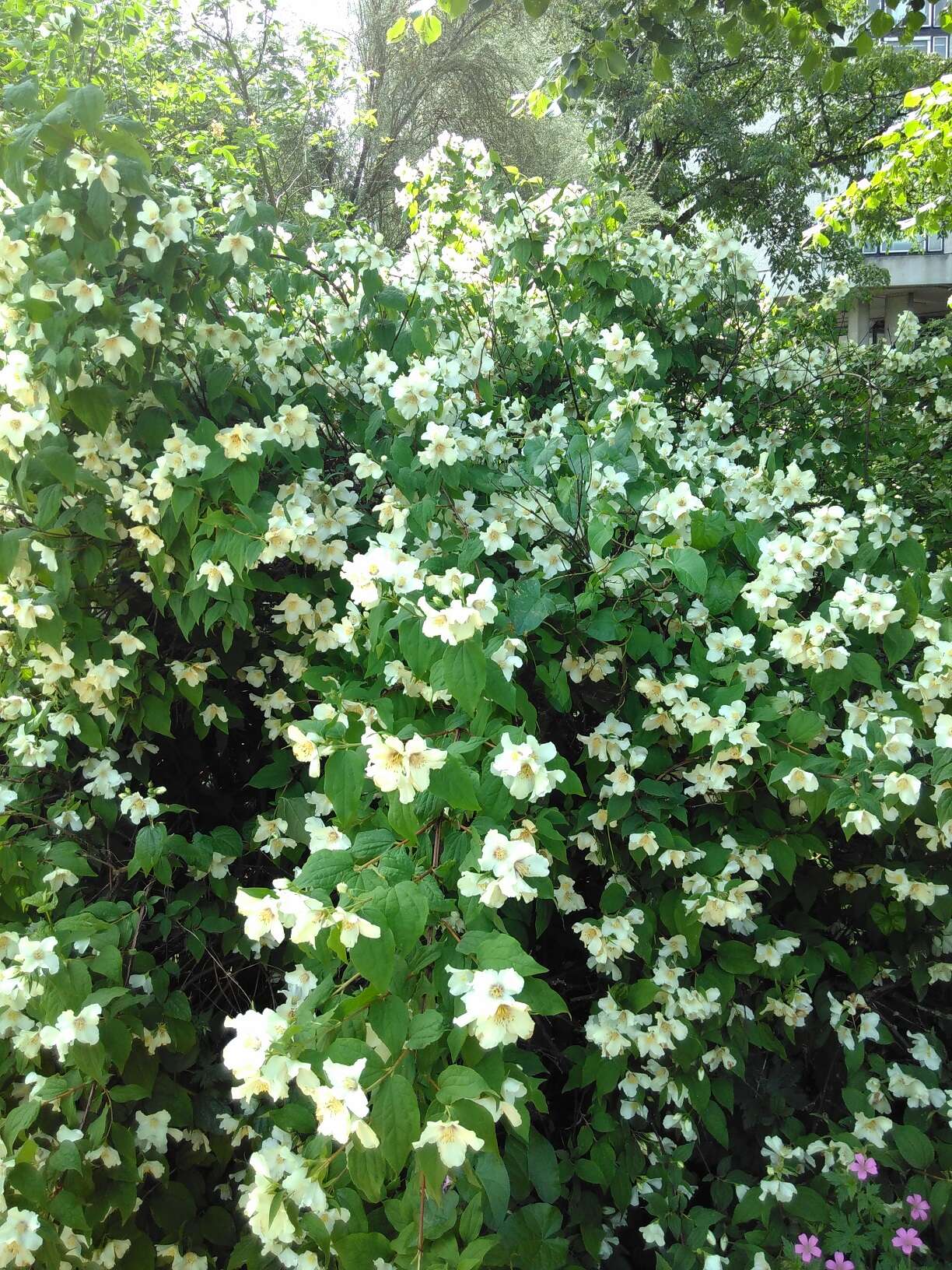 Image of sweet mock orange