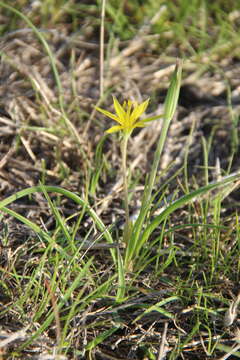 Image of Gagea reticulata (Pall.) Schult. & Schult. fil.