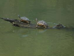 Image of Assam Roofed Turtle