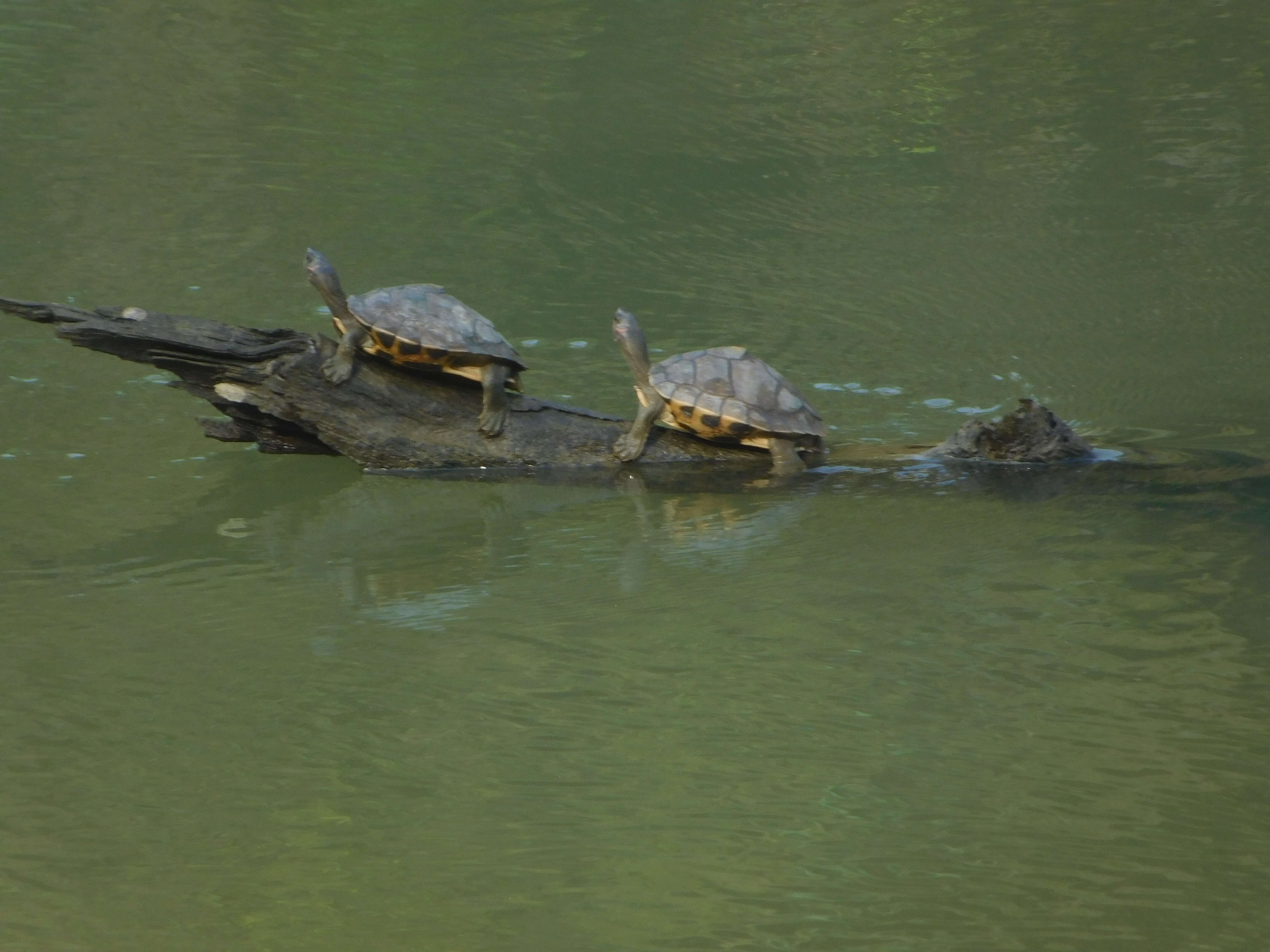 Image of Assam Roofed Turtle