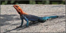 صورة Agama lionotus dodomae Loveridge 1923