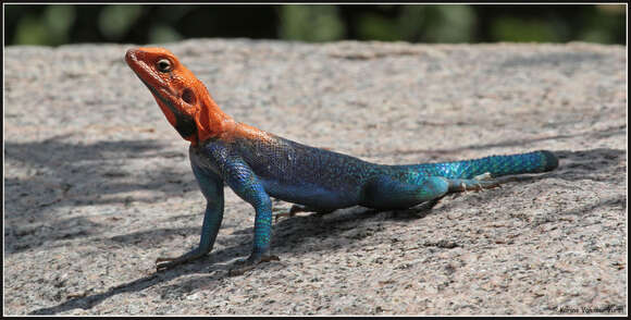 Image of Agama lionotus dodomae Loveridge 1923