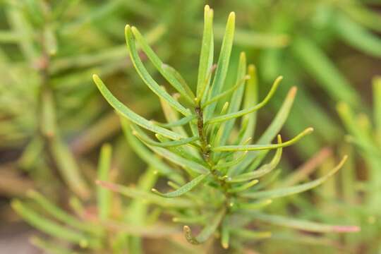 Imagem de Dicerandra frutescens subsp. thinicola (H. A. Mill.) D. B. Ward