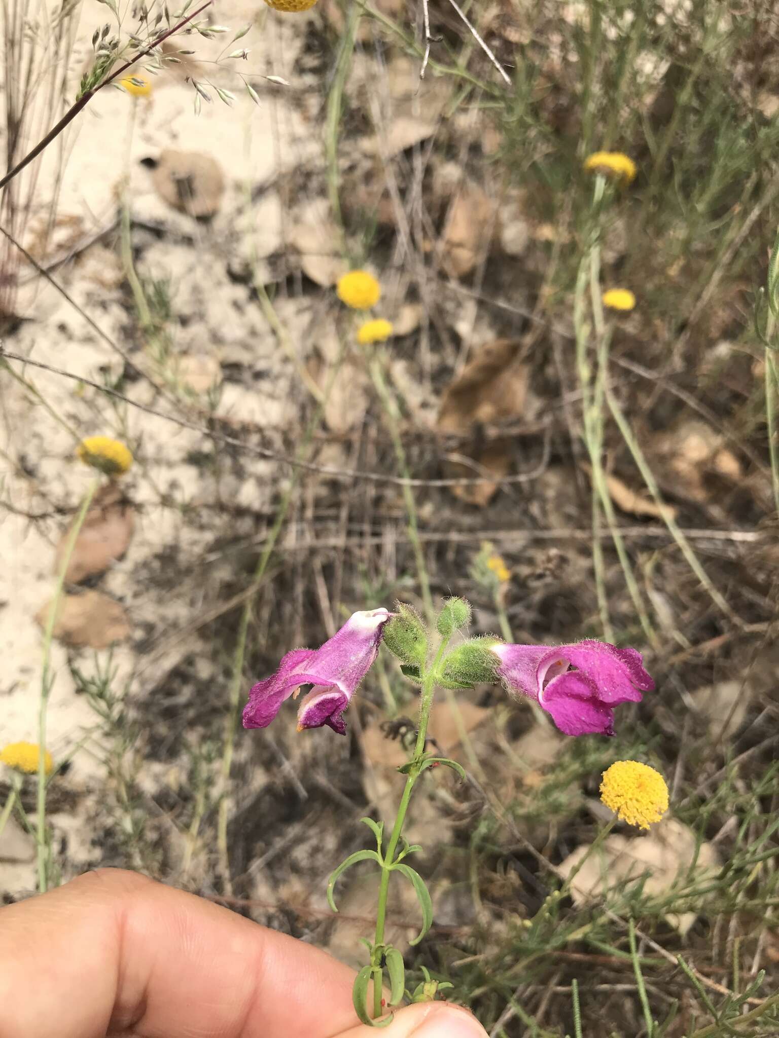 Слика од Antirrhinum cirrhigerum (Ficalho) Rothm.