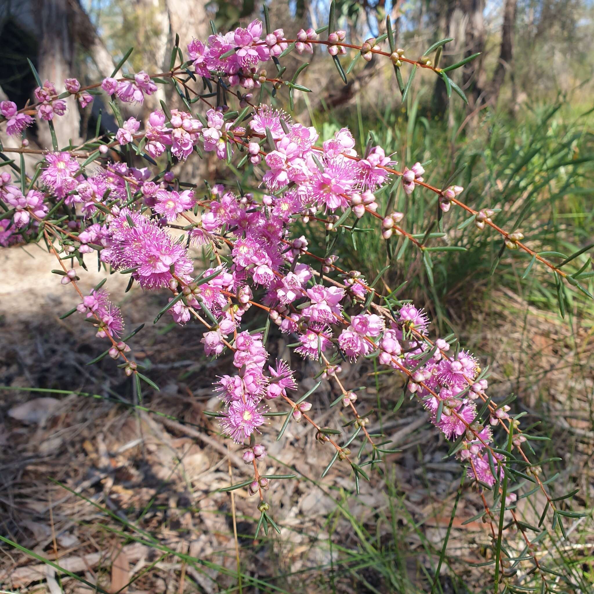 Sivun Hypocalymma robustum (Endl.) Lindl. kuva