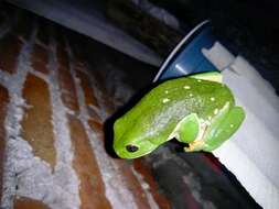 Image of Mexican leaf frog