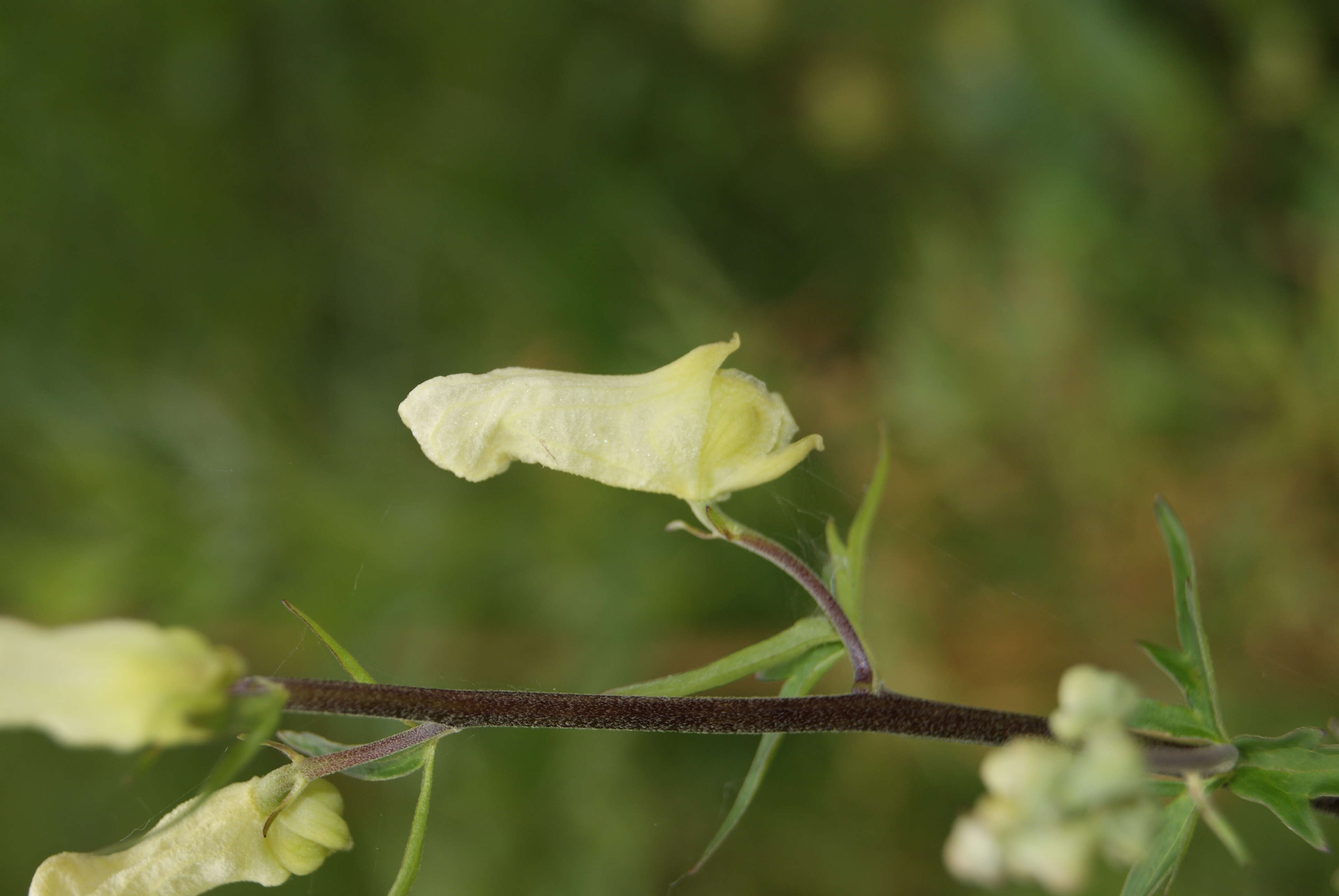 Imagem de Aconitum lycoctonum L.