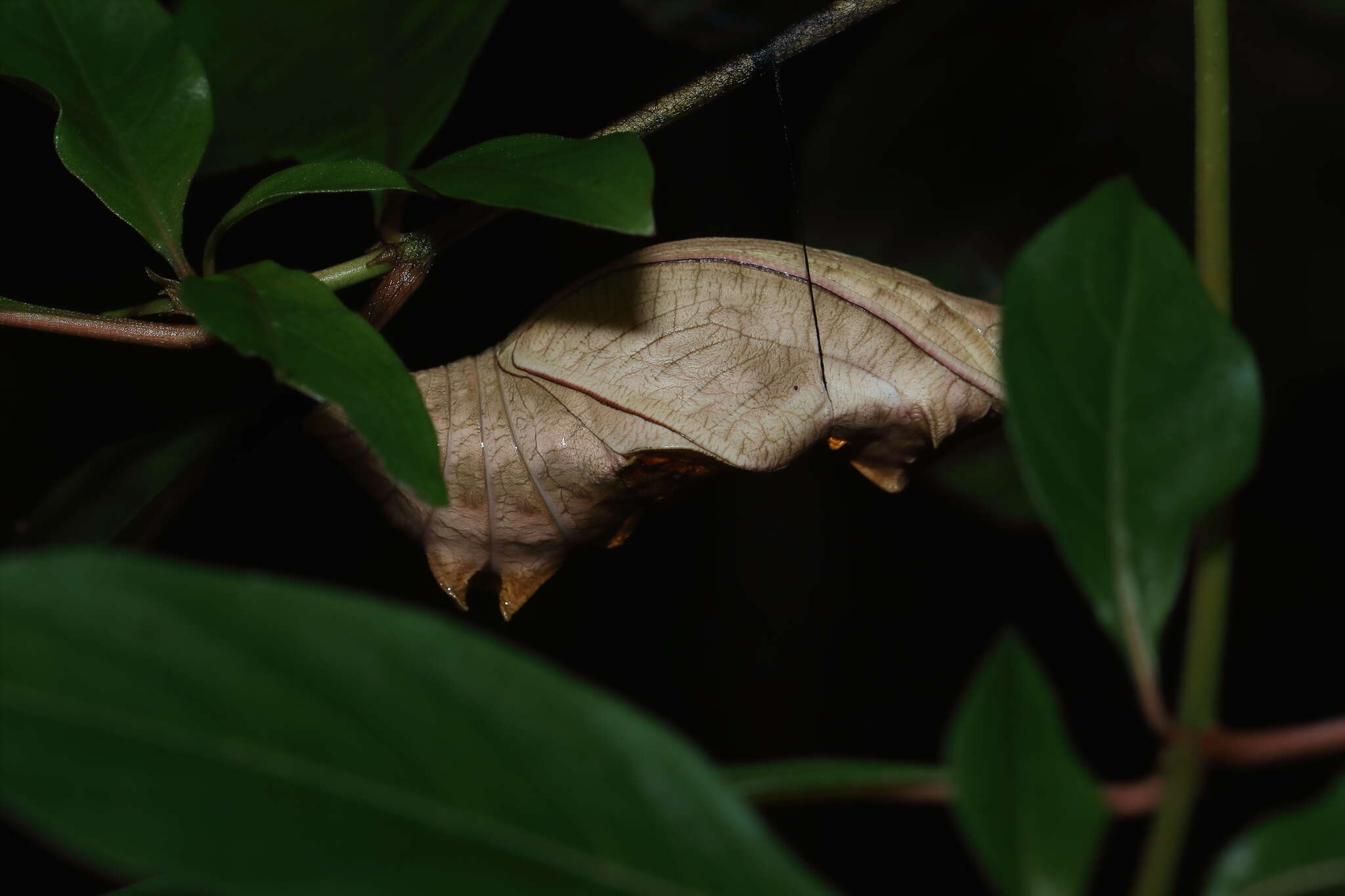 Image of Troides minos (Cramer (1779))