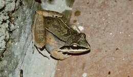 Image of Amazonian White-lipped Frog