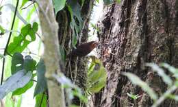 Image of Rufous-browed Wren