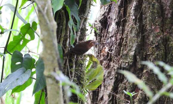Image of Rufous-browed Wren