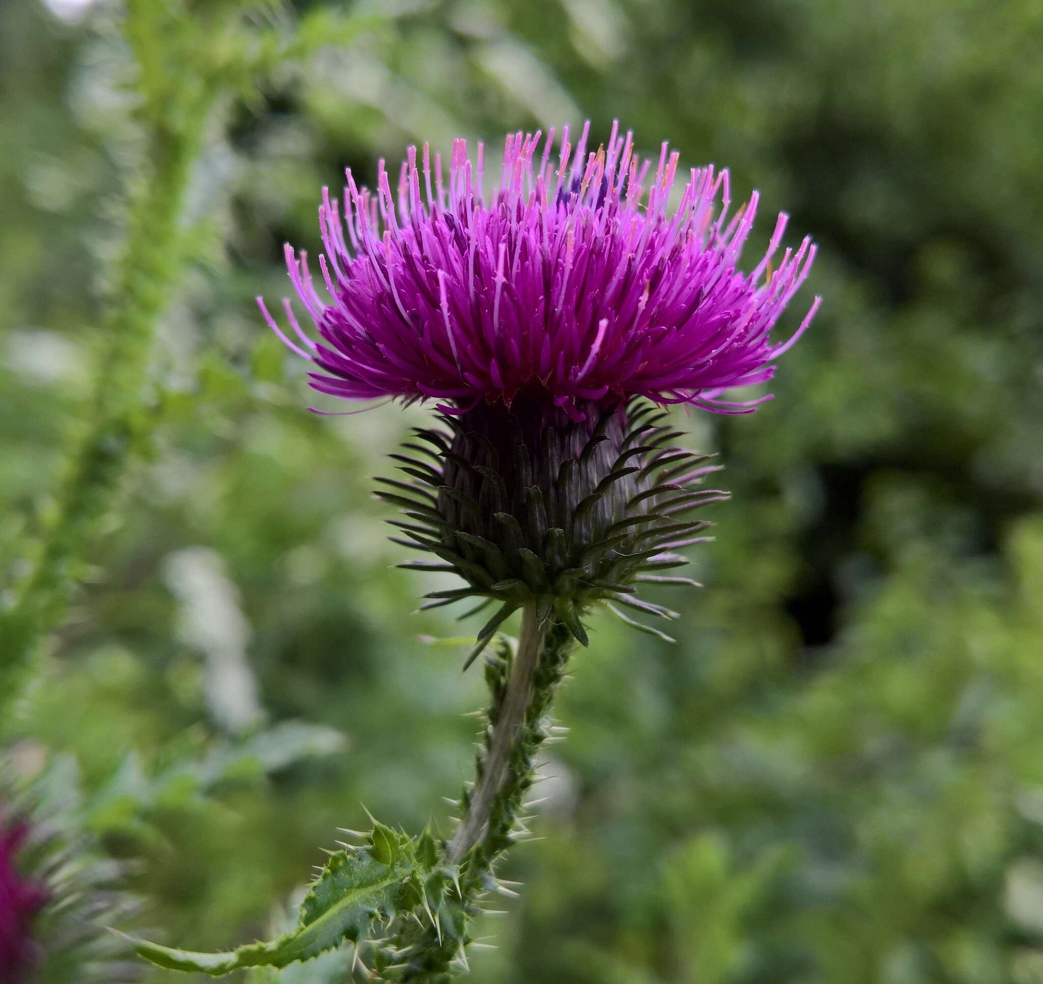 Image of Carduus crispus subsp. crispus