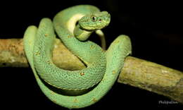 Imagem de Bothrops bilineatus (Wied-Neuwied 1821)