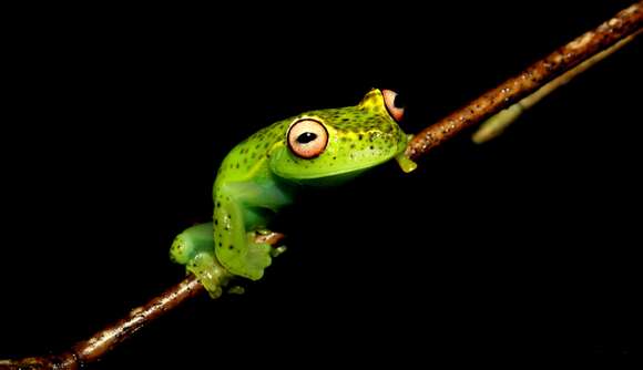 Image of Teresopolis treefrog