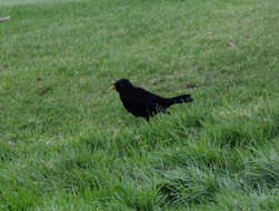 Turdus merula azorensis Hartert 1905 resmi