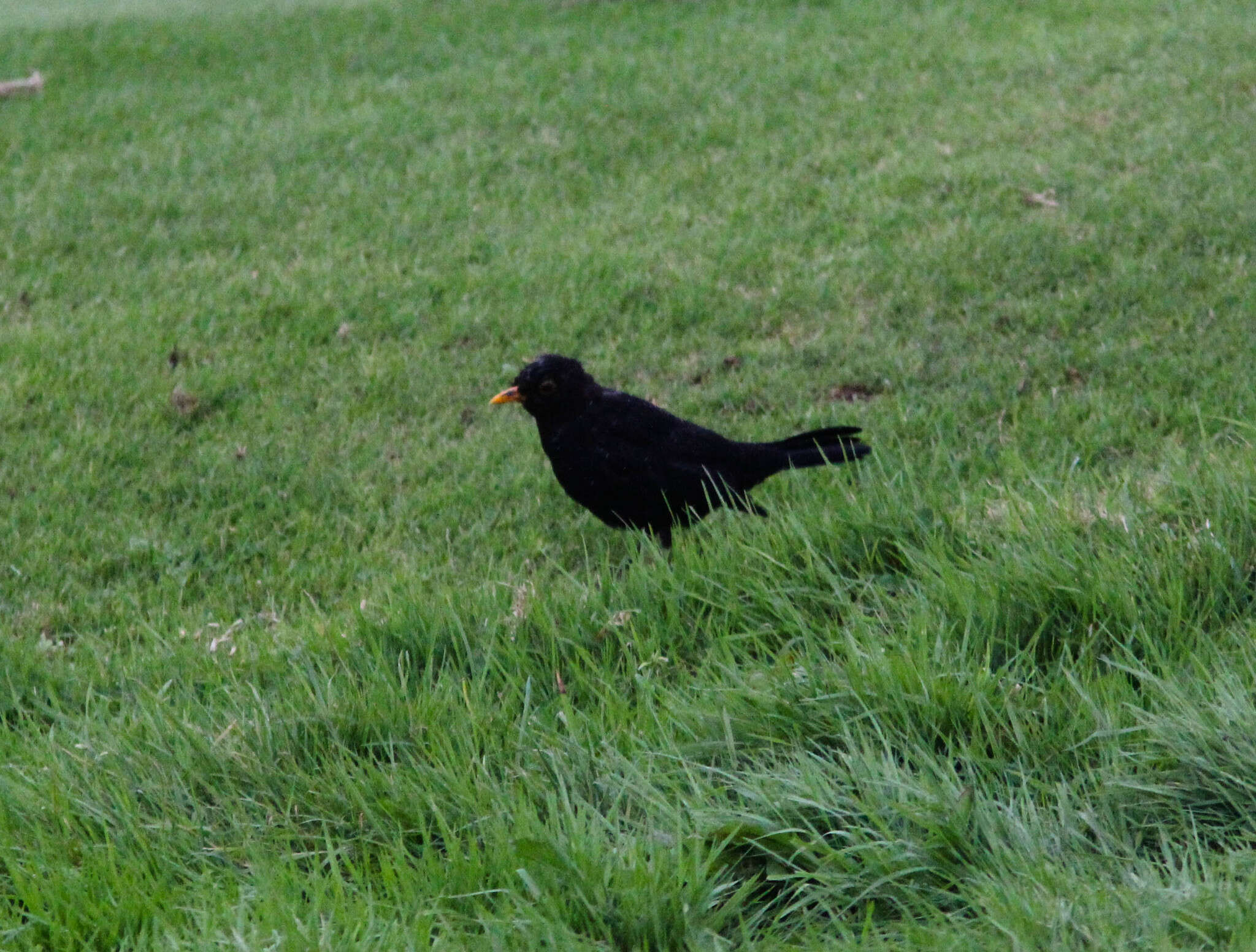 Turdus merula azorensis Hartert 1905的圖片