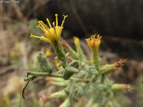 Image of Chiliadenus iphionoides (Boiss. & Blanche) Brullo
