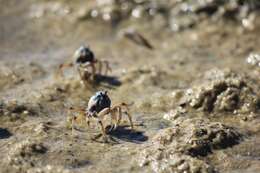 Image of Light-blue Soldier Crab