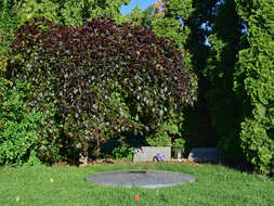 Image of Fagus sylvatica f. pendula