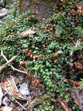 Image of creeping snowberry