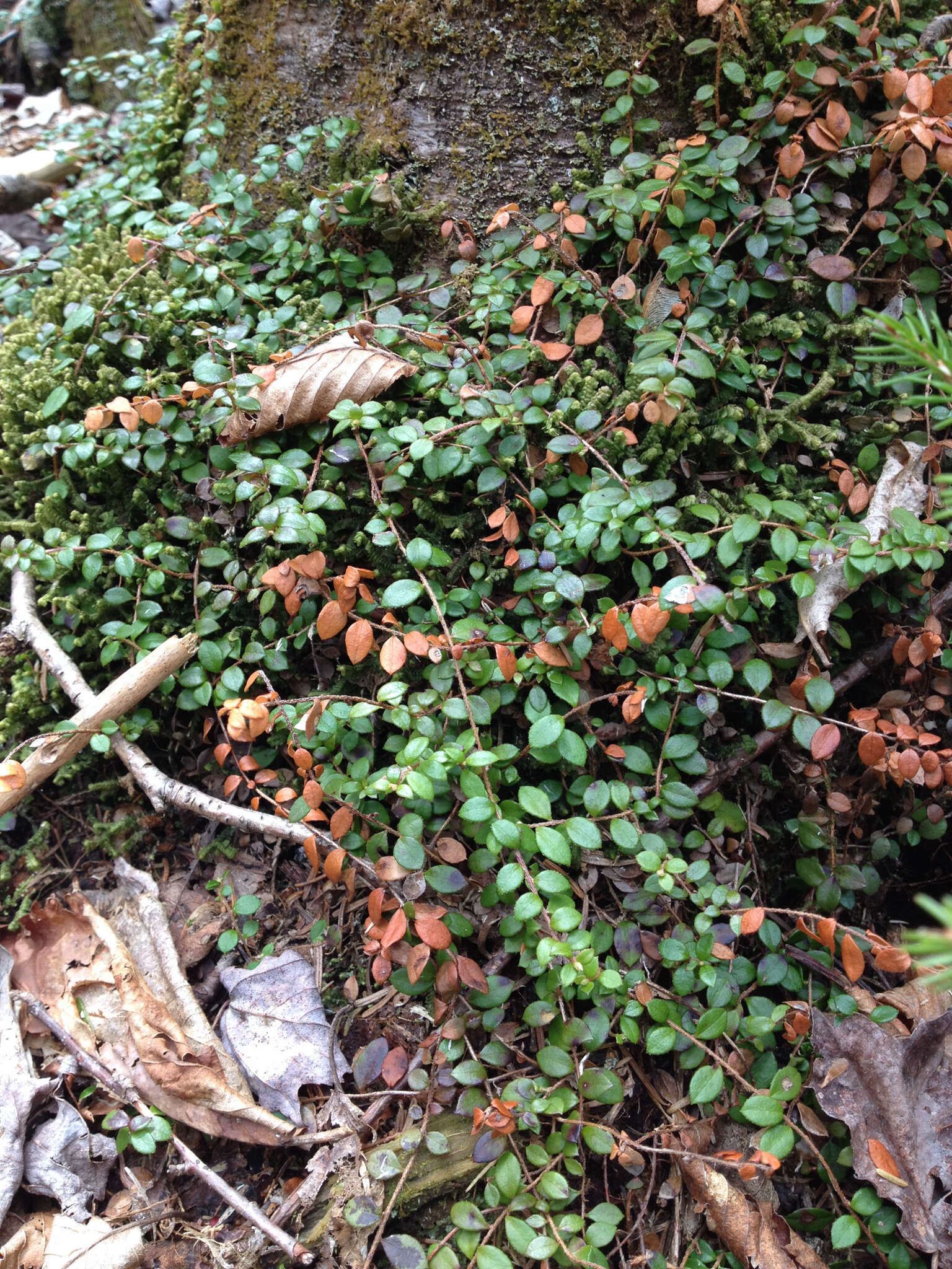 Gaultheria hispidula (L.) Muhl. ex Bigelow的圖片