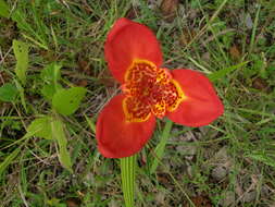 Слика од Tigridia pavonia (L. fil.) Redouté