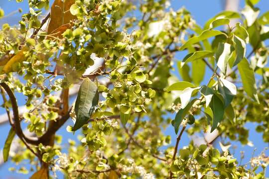 Image of Psychopterys multiflora (Nied.) W. R. Anderson & S. Corso