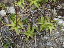 Image of Pinguicula alpina L.