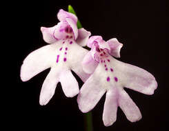 Image of Ponerorchis