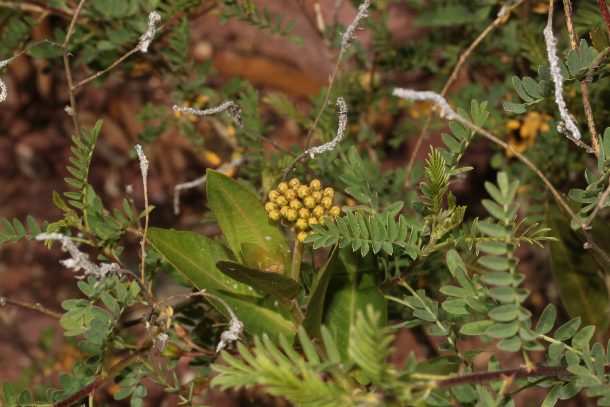 Image of Asclepias barjoniifolia Fourn.