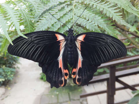 Image of Papilio deiphobus Linnaeus 1758