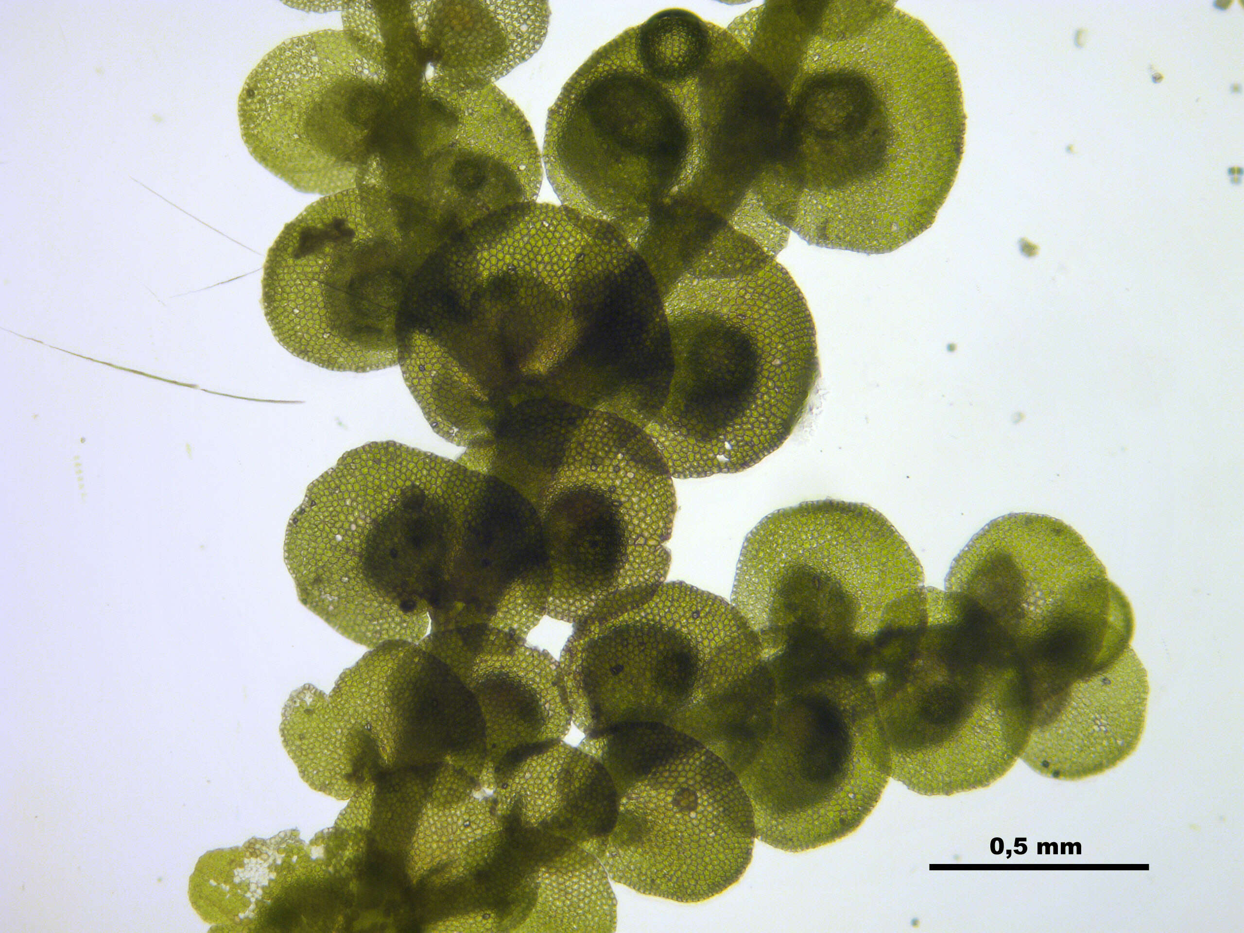 Image of dilated scalewort