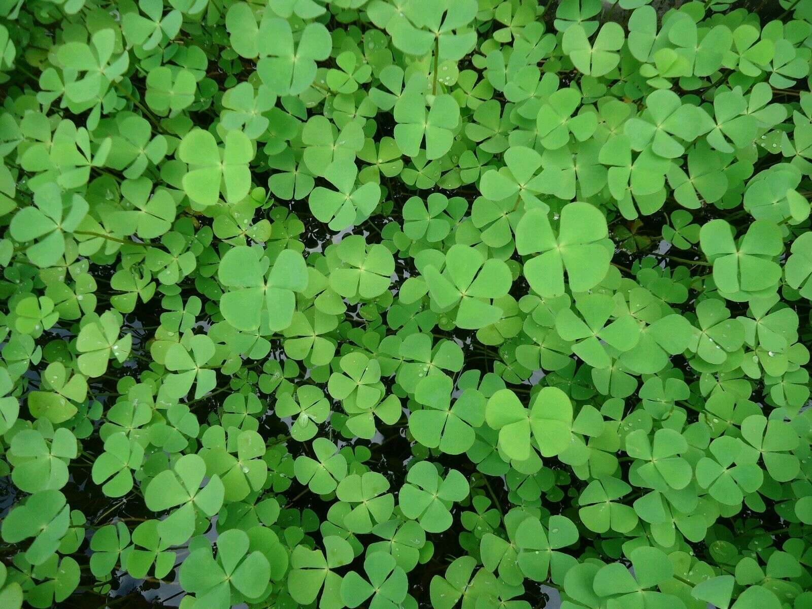 Marsilea quadrifolia L. resmi