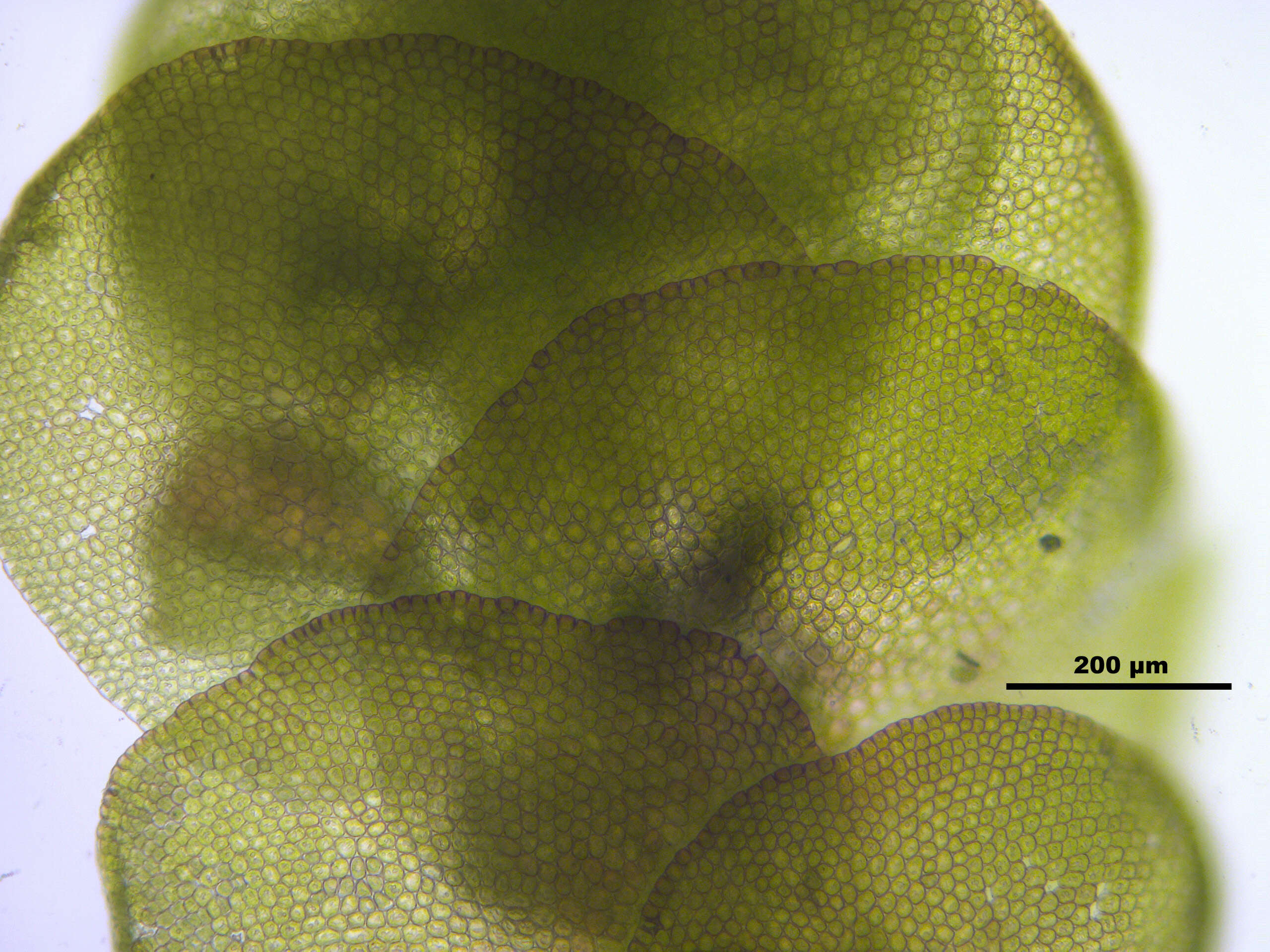 Image of dilated scalewort