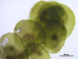 Image of dilated scalewort