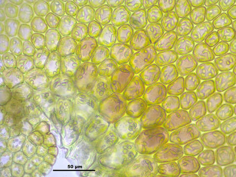 Image of dilated scalewort