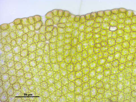 Image of Frullania dilatata (L.) Dumort.