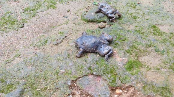 Image of Purple Ghats Frogs
