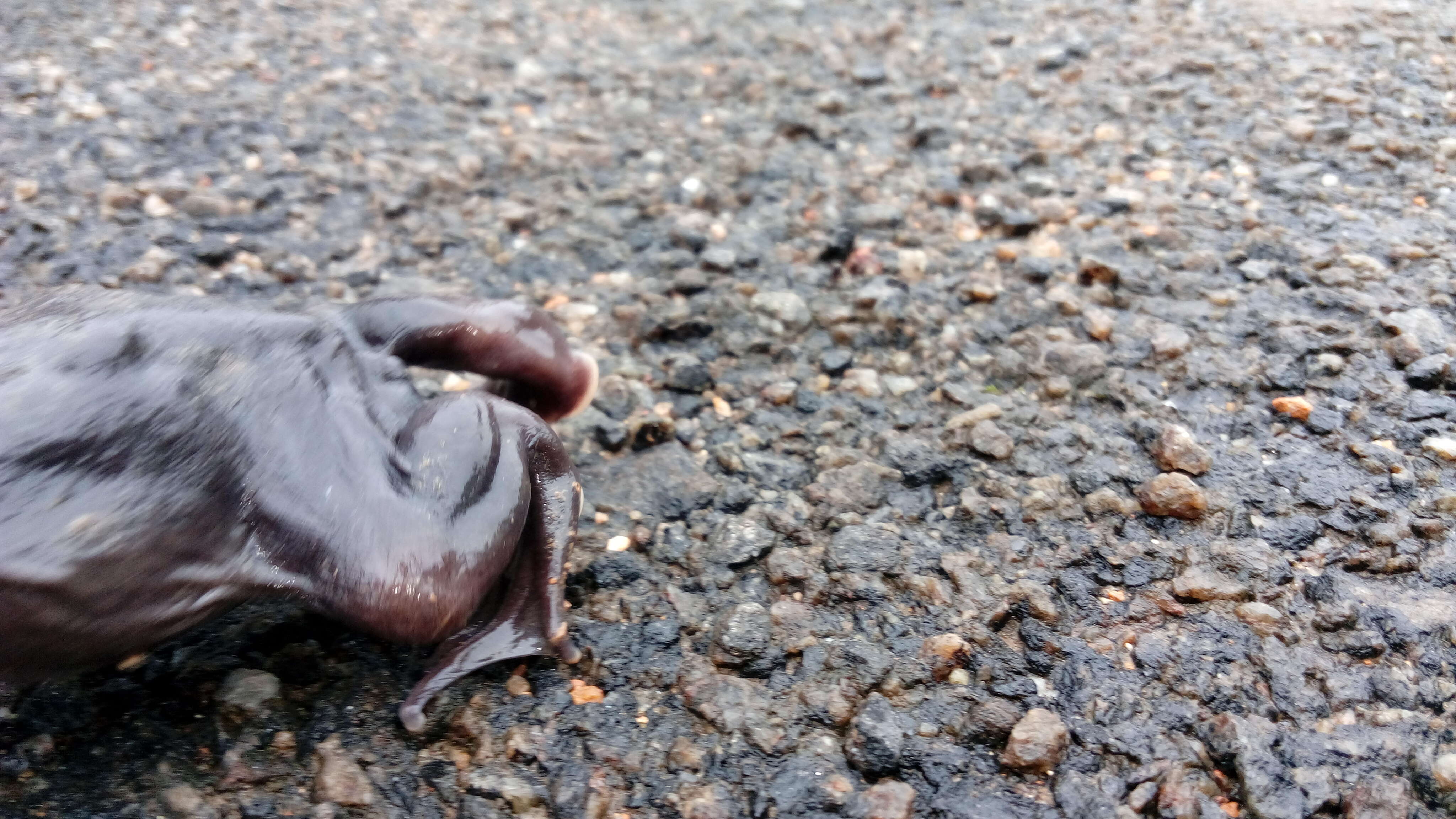 Image of Purple frog