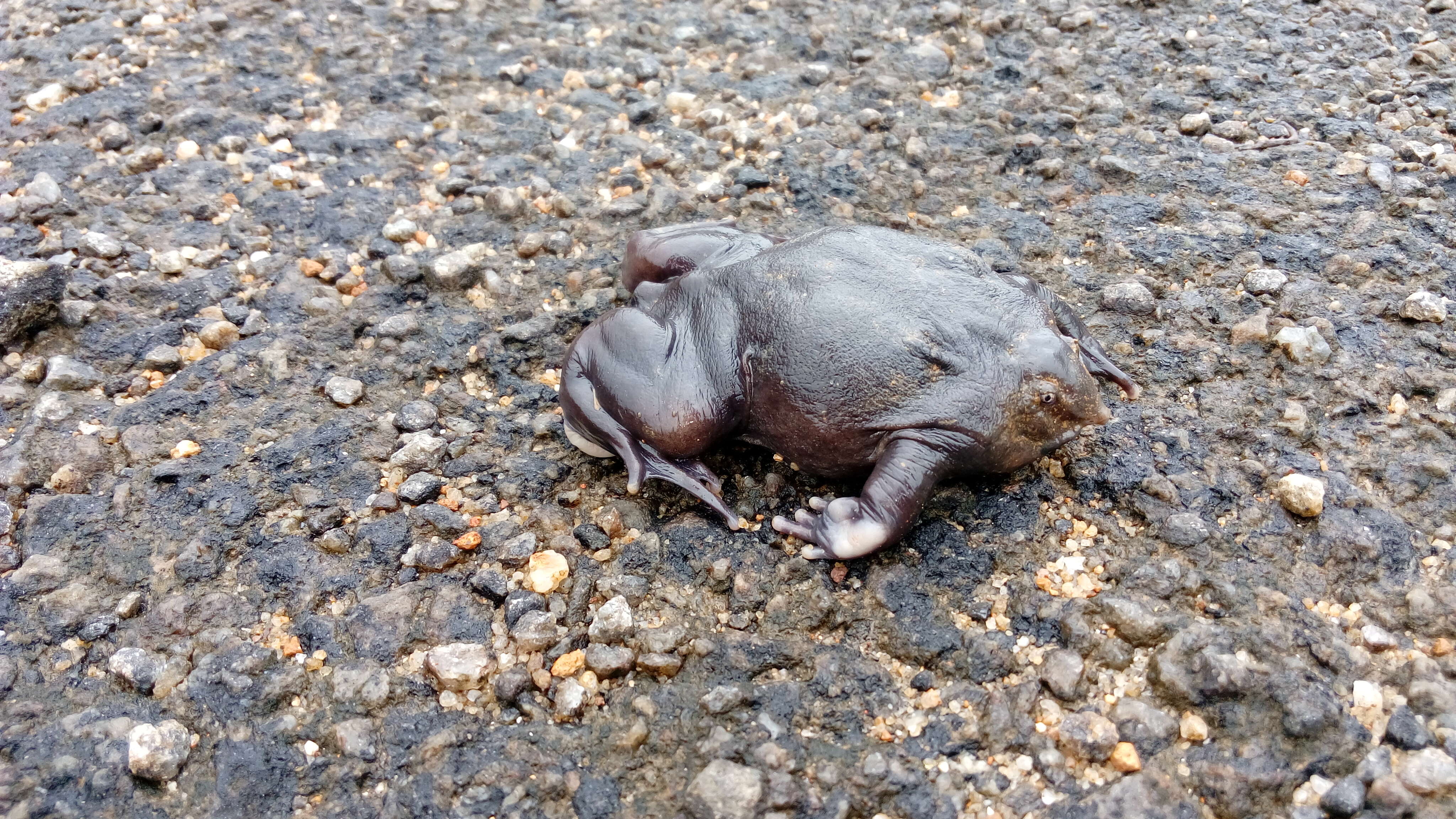 Image of Purple frog