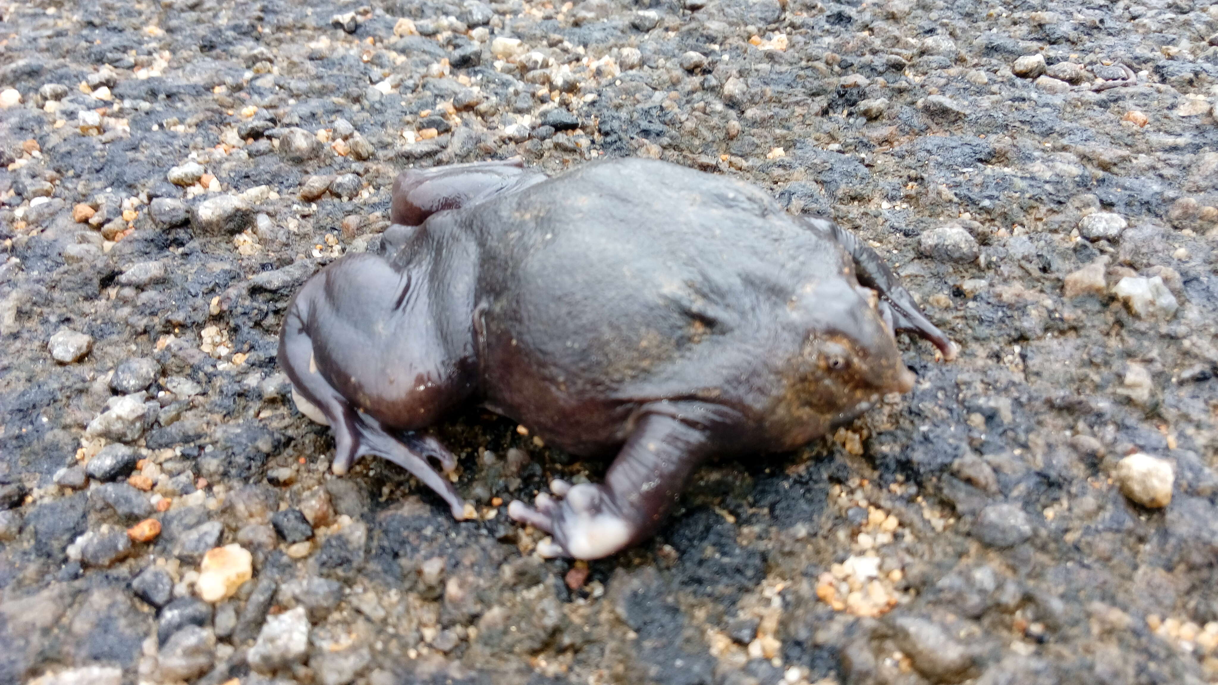 Image of Purple frog