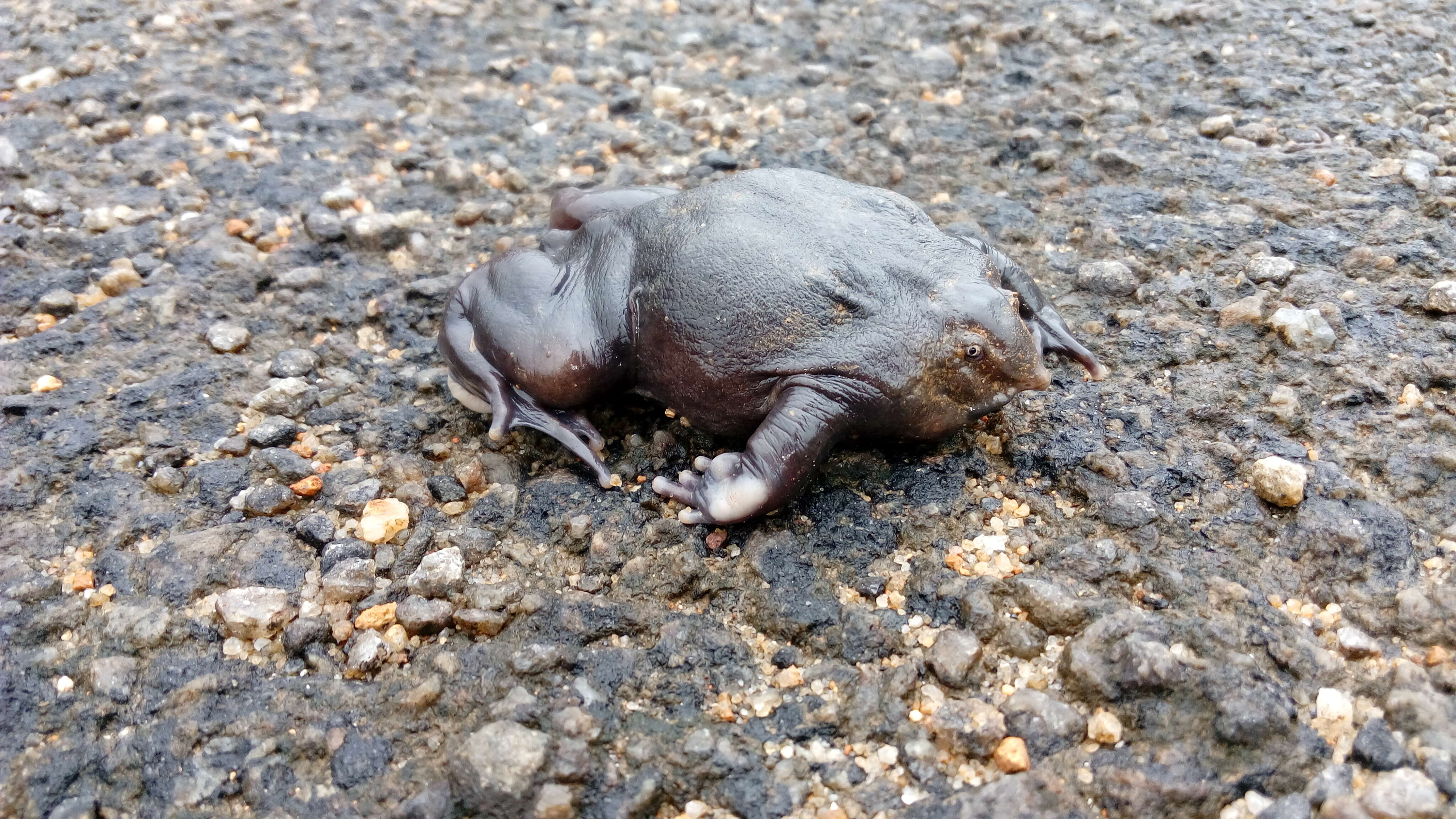 Image of Purple frog