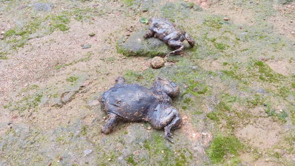 Image of Purple Ghats Frogs