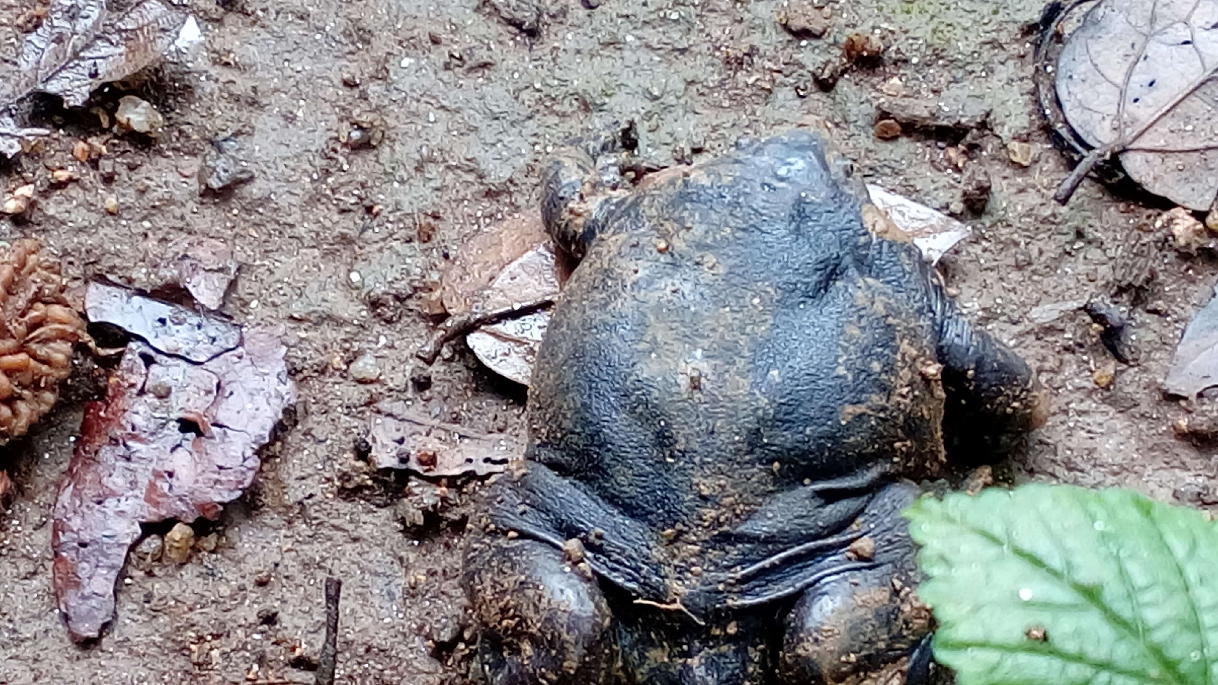 Image of Purple frog