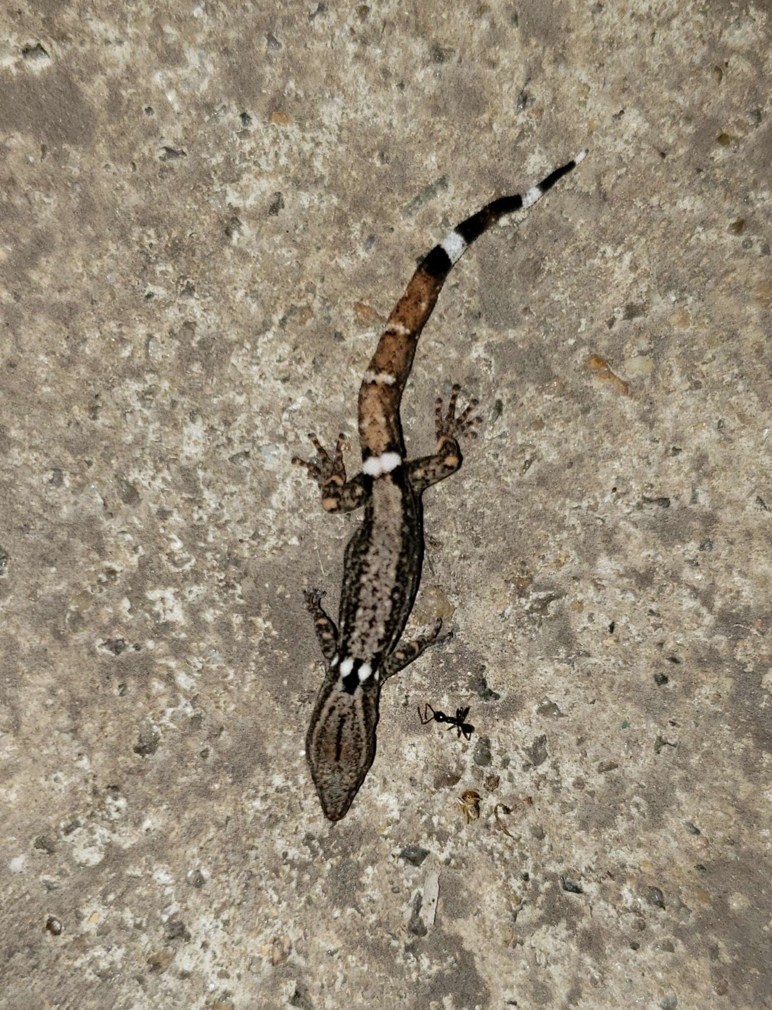 Image of Least Gecko