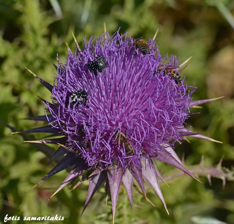 Onopordum tauricum Willd. resmi